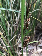 Carex bichenoviana