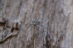 Argiope ocyaloides