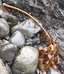 Laminaria digitata