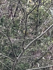 Spizixos semitorques