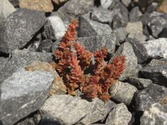 Crassula colligata