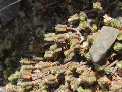 Pimelea carnosa