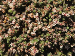 Pimelea carnosa