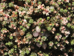 Pimelea carnosa