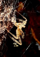 Stenolemus fraterculus