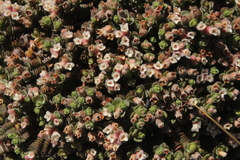 Pimelea carnosa