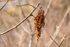 Rhus chinensis