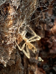 Stenolemus fraterculus