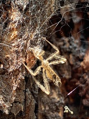 Stenolemus fraterculus