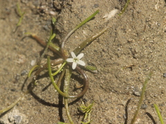Limosella lineata