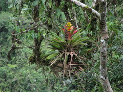 Guzmania