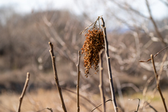 Rhus chinensis