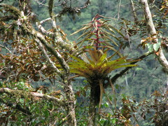 Tillandsia fendleri