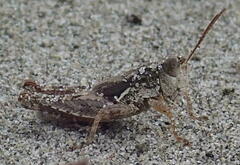 Phaulacridium marginale