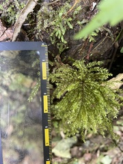 Hypnodendron