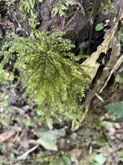 Hypnodendron