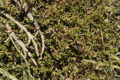 Crassula sinclairii