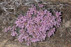 Hormathophylla spinosa