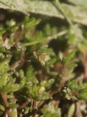 Crassula sinclairii