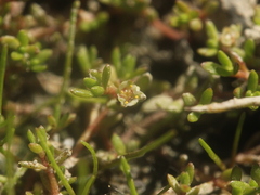 Crassula sinclairii