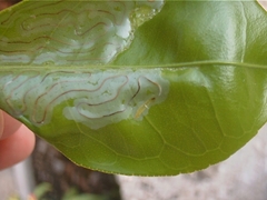 Phyllocnistis citrella