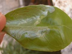 Phyllocnistis citrella