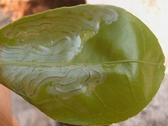 Phyllocnistis citrella