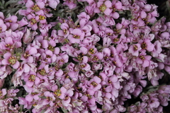 Hormathophylla spinosa