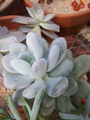 Pachyphytum oviferum