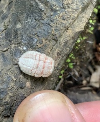 Coelostomidia