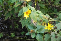 Helianthus debilis cucumerifolius