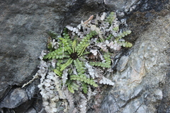 Blechnum blechnoides