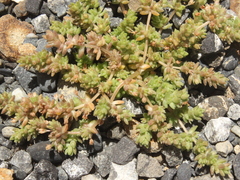 Crassula mataikona