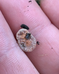 Coelostomidia