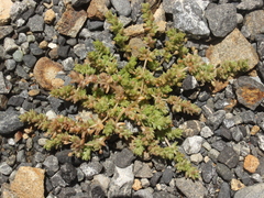 Crassula mataikona