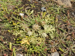 Eryngium vesiculosum