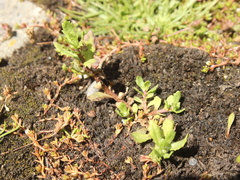 Centipeda aotearoana