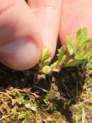 Centipeda aotearoana