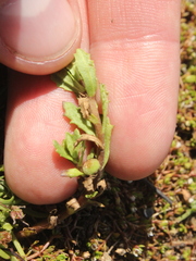 Centipeda aotearoana