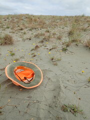 Phaulacridium marginale