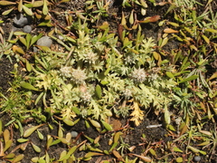 Eryngium vesiculosum