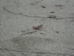 Phaulacridium marginale