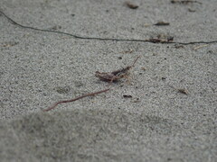 Phaulacridium marginale