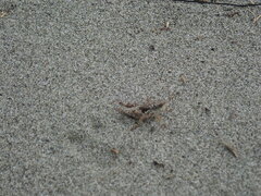 Phaulacridium marginale