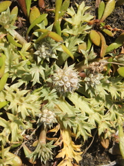Eryngium vesiculosum