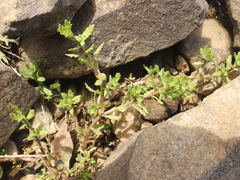 Centipeda aotearoana