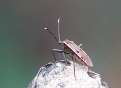 Physopelta quadriguttata