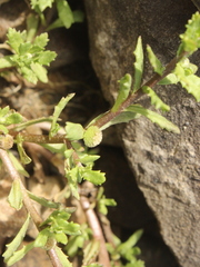 Centipeda aotearoana