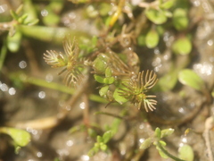 Myriophyllum triphyllum