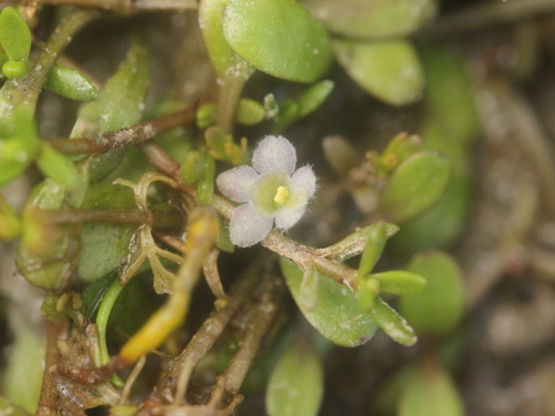 Image of Mudmat (Glossostigma diandrum) by (c) Joe Dillon, some rights reserved (CC BY)
